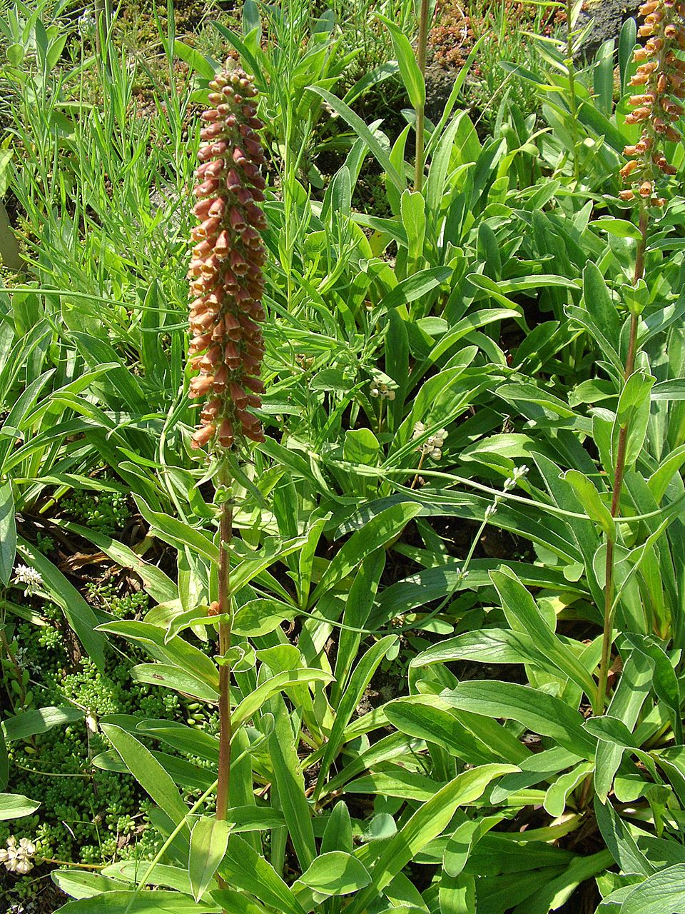 Digitalis parviflora (Small-flowered Foxglove) (alternate view 7)