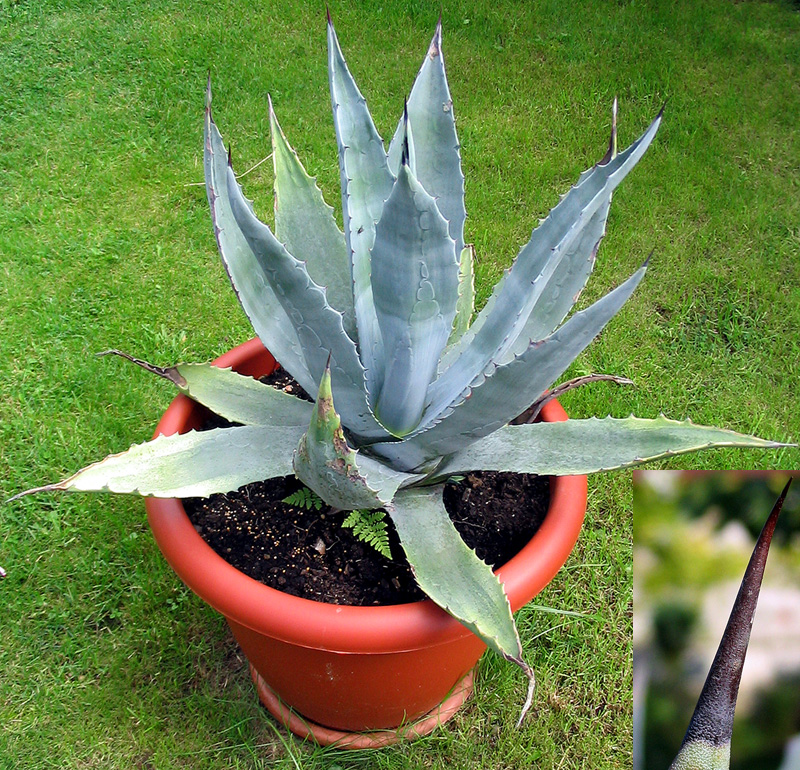 Agave deserti (desert agave) (alternate view 10)