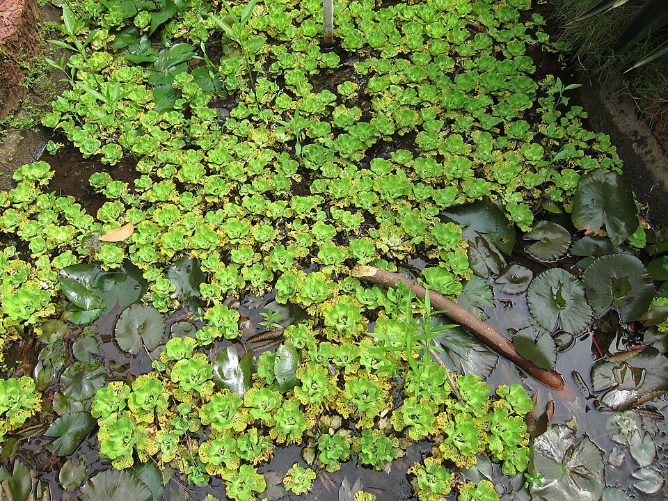 Pistia stratiotes (Water Lettuce) (alternate view 8)
