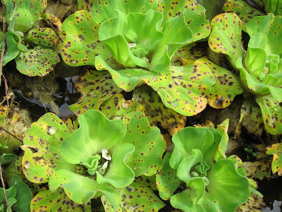 Pistia stratiotes (Water Lettuce) (alternate view 9)