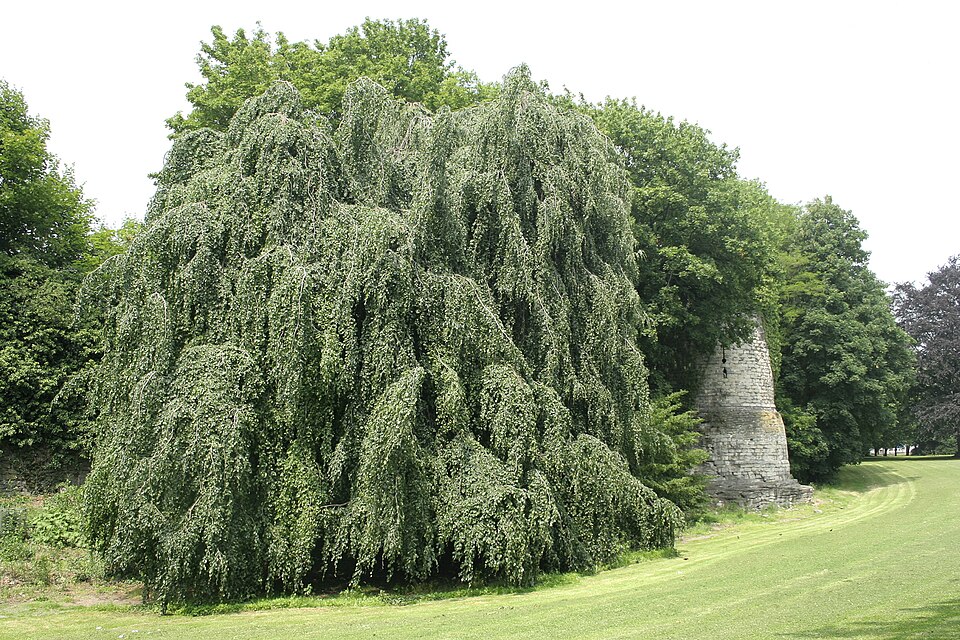 Fagus sylvatica 'Pendula' (weeping beech)