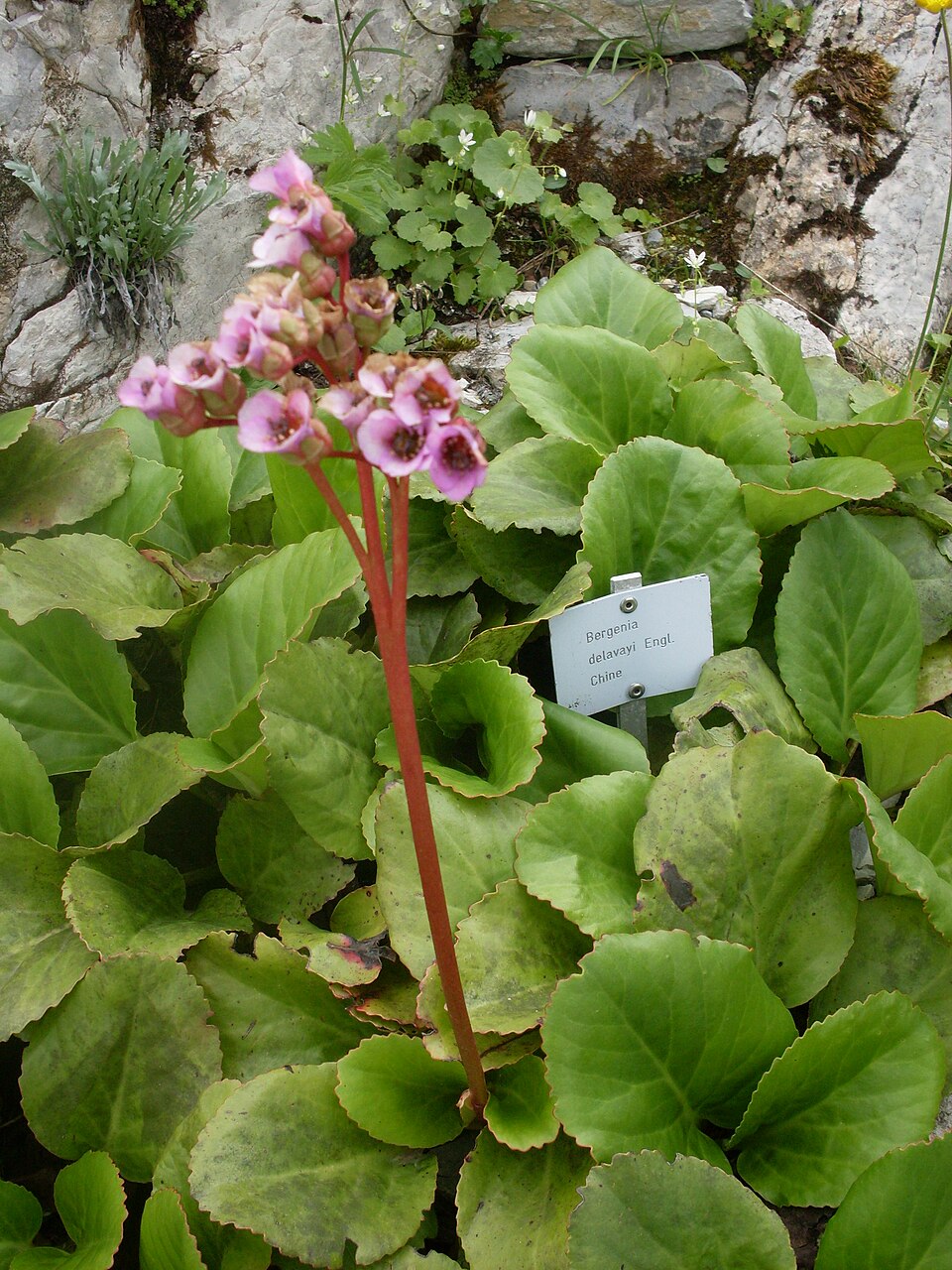 Bergenia purpurascens (alternate view 14)