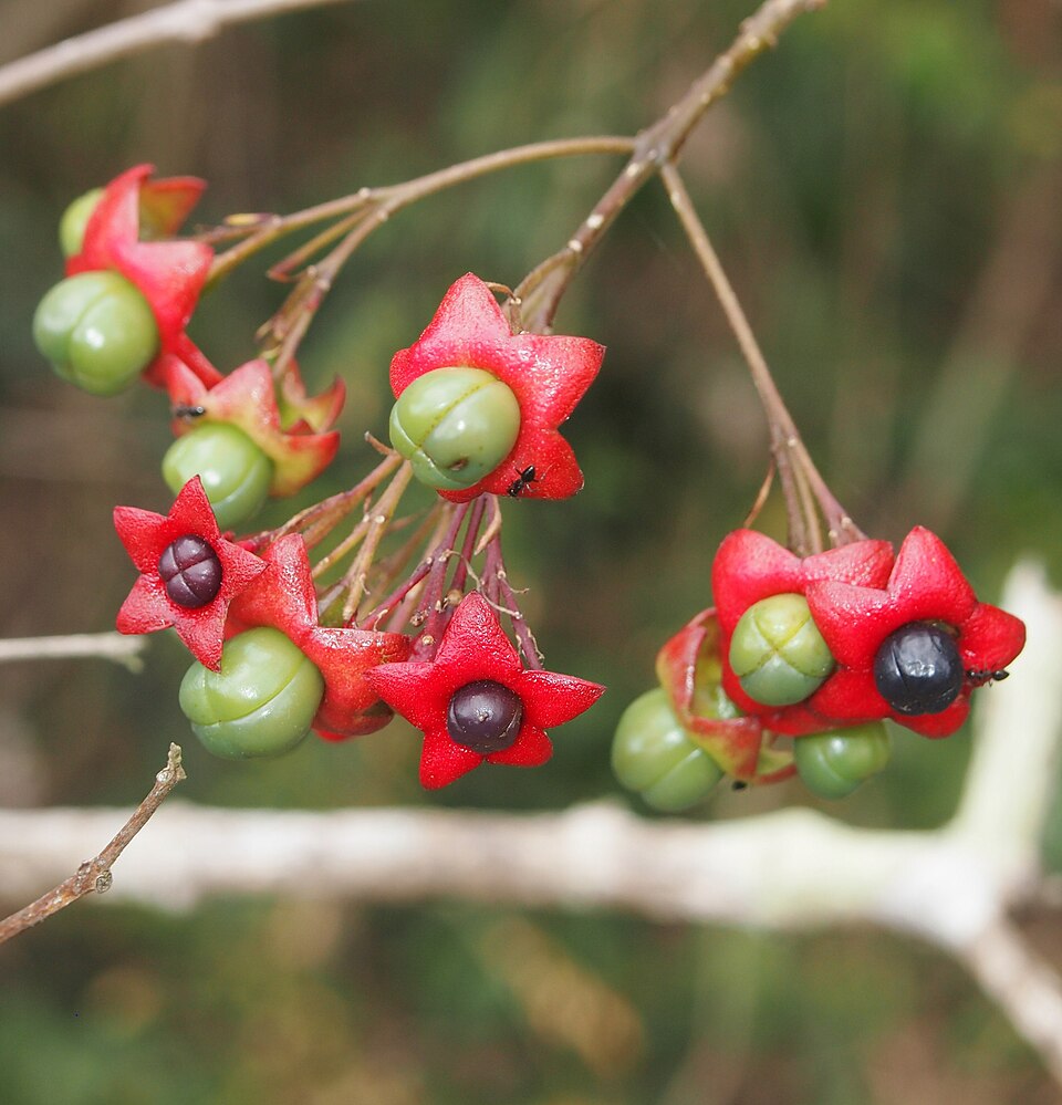 Clerodendrum floribundum (Lolly Bush) (alternate view 9)
