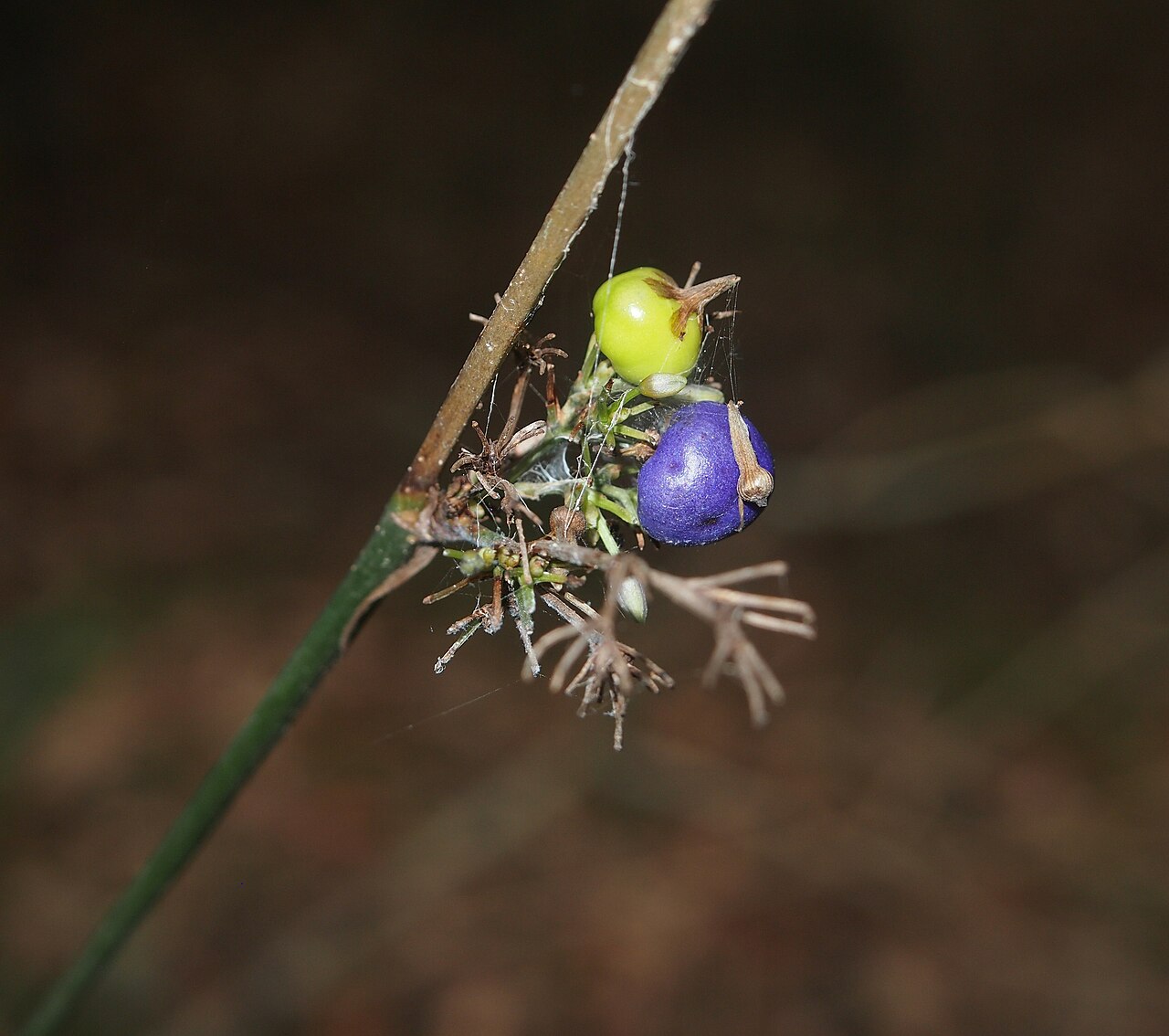 Dianella caerulea, Blue flax-lily — clumping evergreen (Asphodelaceae) (image 9 of 9)