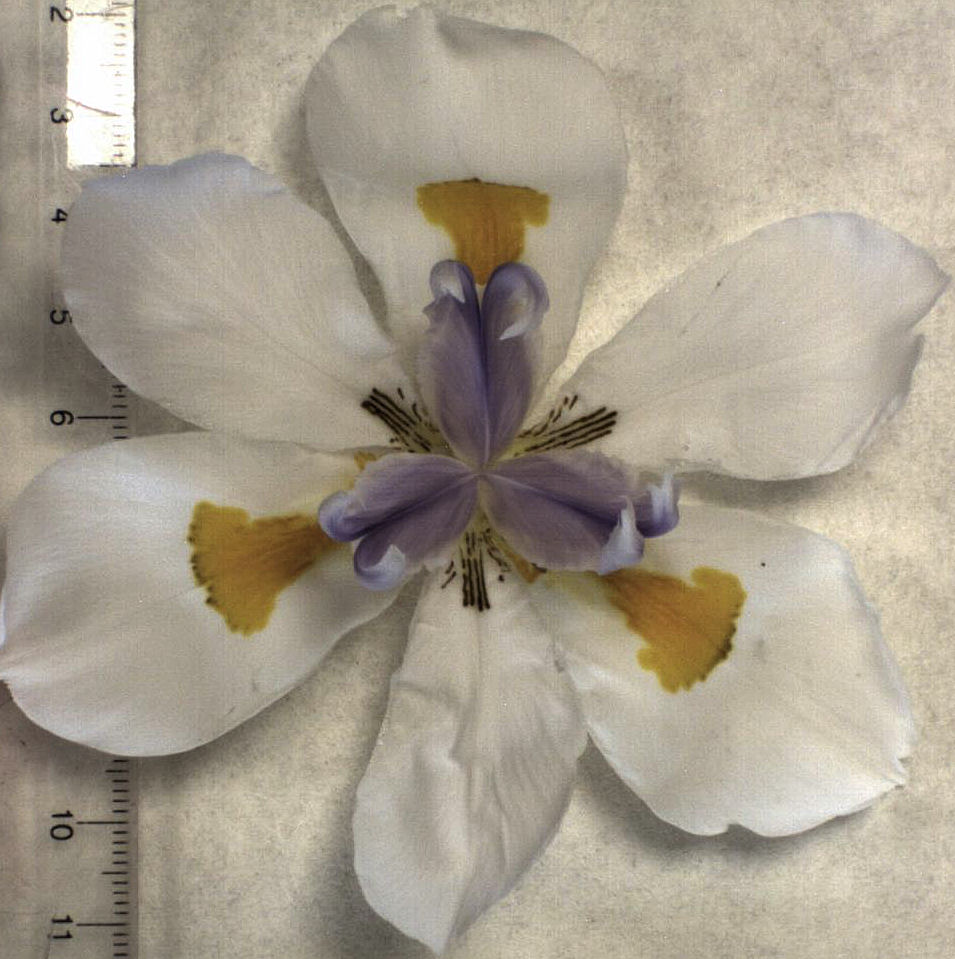 Dietes grandiflora (Large Fortnight Lily) (alternate view 9)