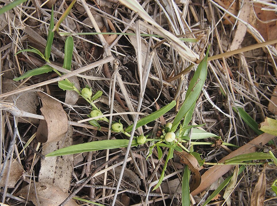 Eremophila debilis (Winter Apple)