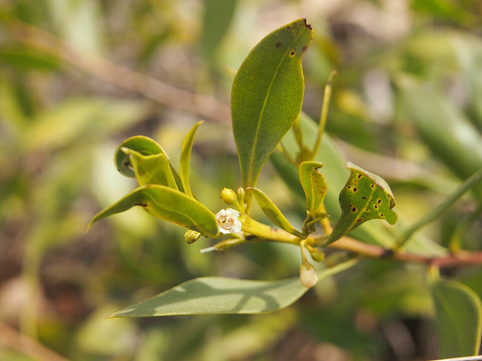 Eremophila debilis (Winter Apple) (alternate view 2)
