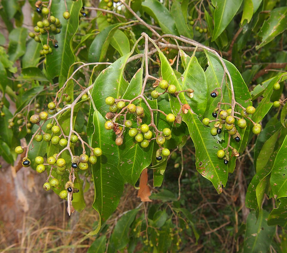 Geijera salicifolia (Axe Gapper) (alternate view 7)