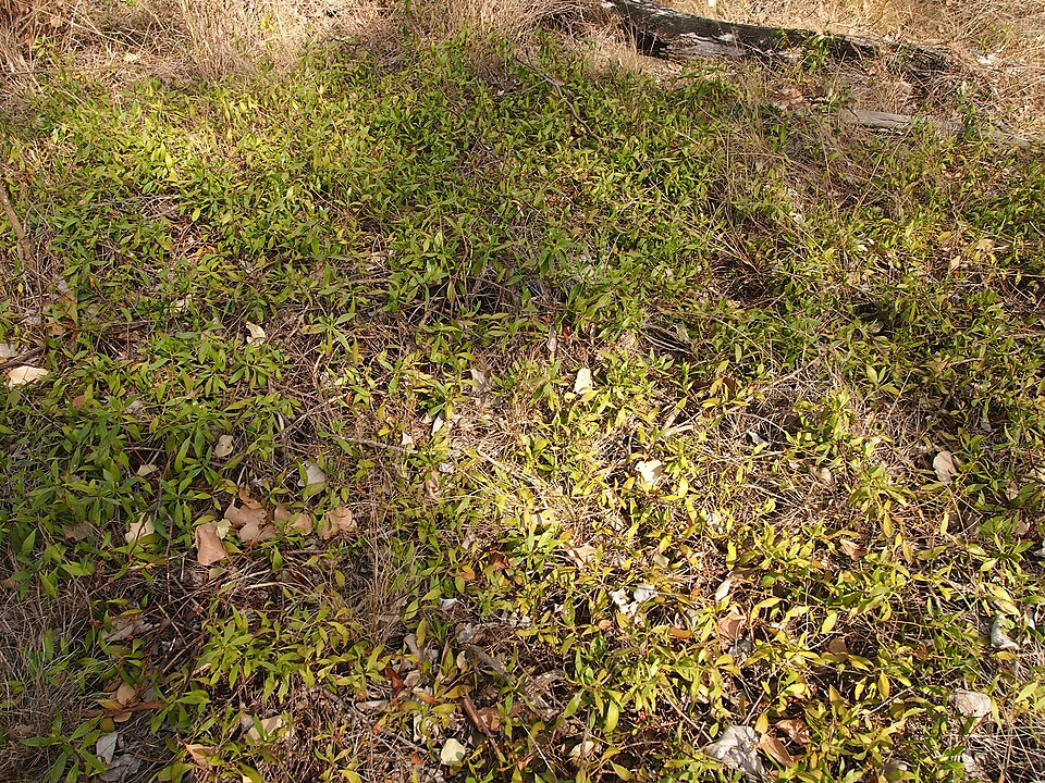 Eremophila debilis (Winter Apple) (alternate view 3)