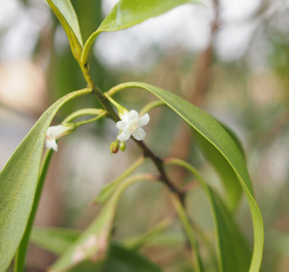 Myoporum montanum (waterbush) (alternate view 8)