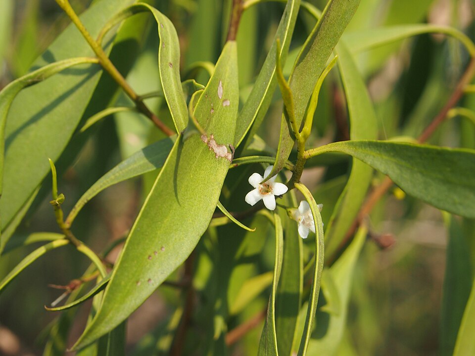Myoporum montanum (waterbush) (alternate view 9)