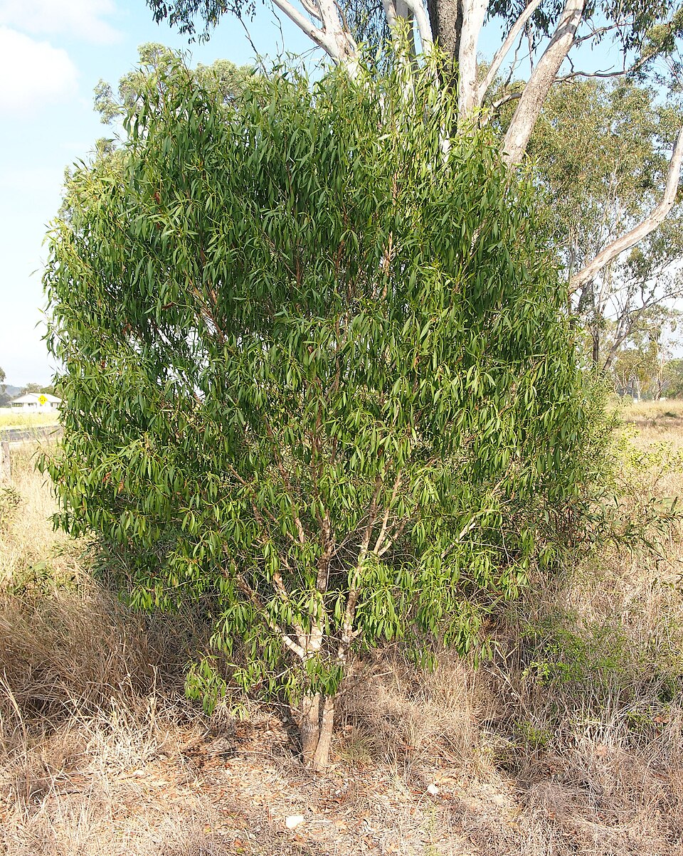 Myoporum montanum (waterbush) (alternate view 10)