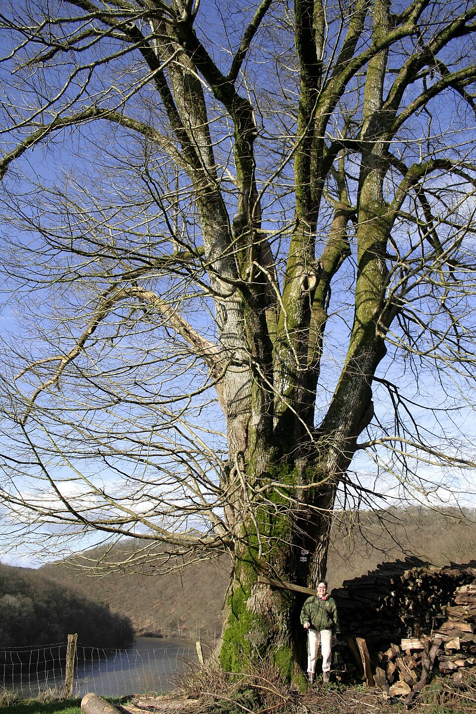 Tilia platyphyllos (Bigleaf Linden)