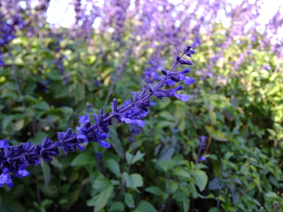 Salvia × 'Indigo Spires' (Indigo Spires Sage) (alternate view 4)