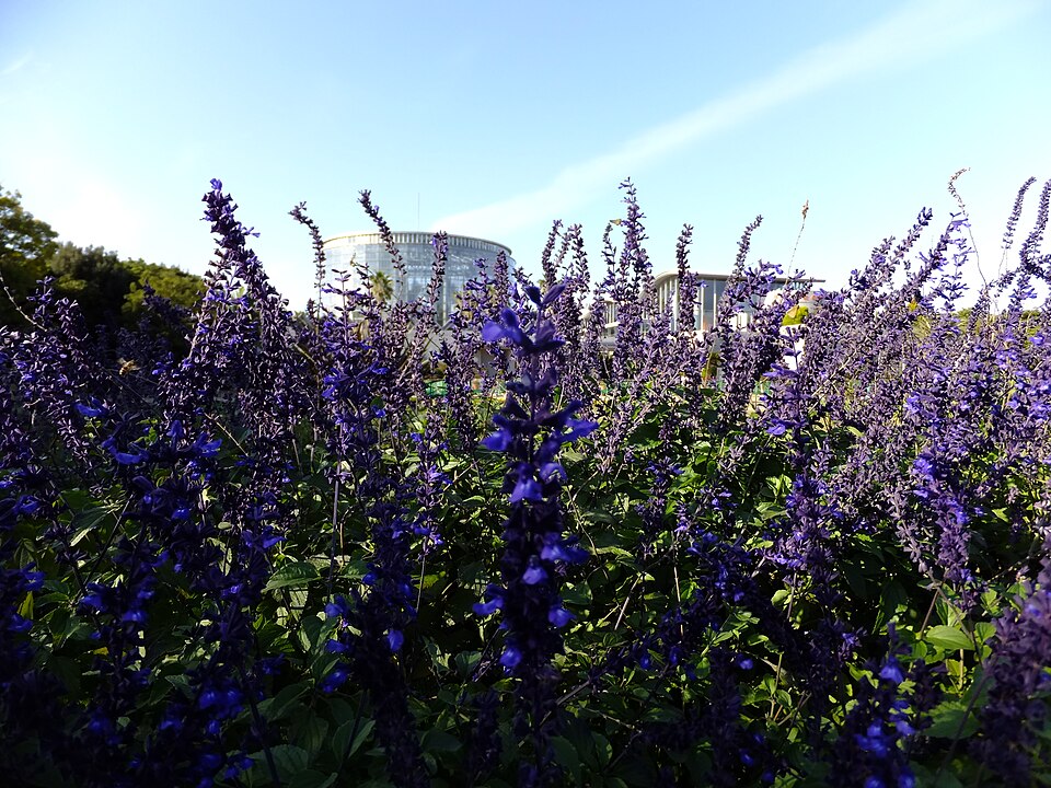 Salvia × 'Indigo Spires' (Indigo Spires Sage) (alternate view 5)