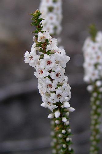 Epacris microphylla (Coral Heath) (alternate view 6)