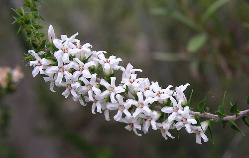 Epacris pulchella (New South Wales Coral Heath)