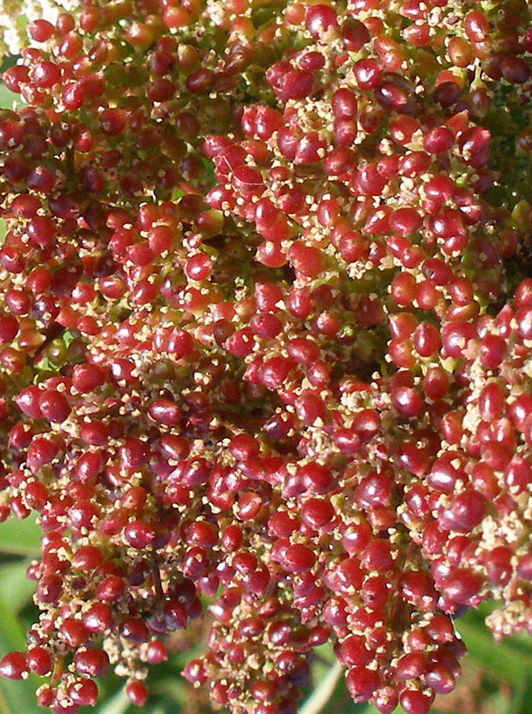 Malosma laurina (laurel sumac)