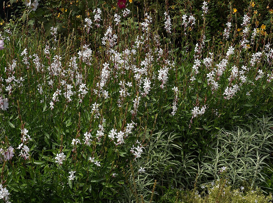 Oenothera lindheimeri (wandflower) (alternate view 8)