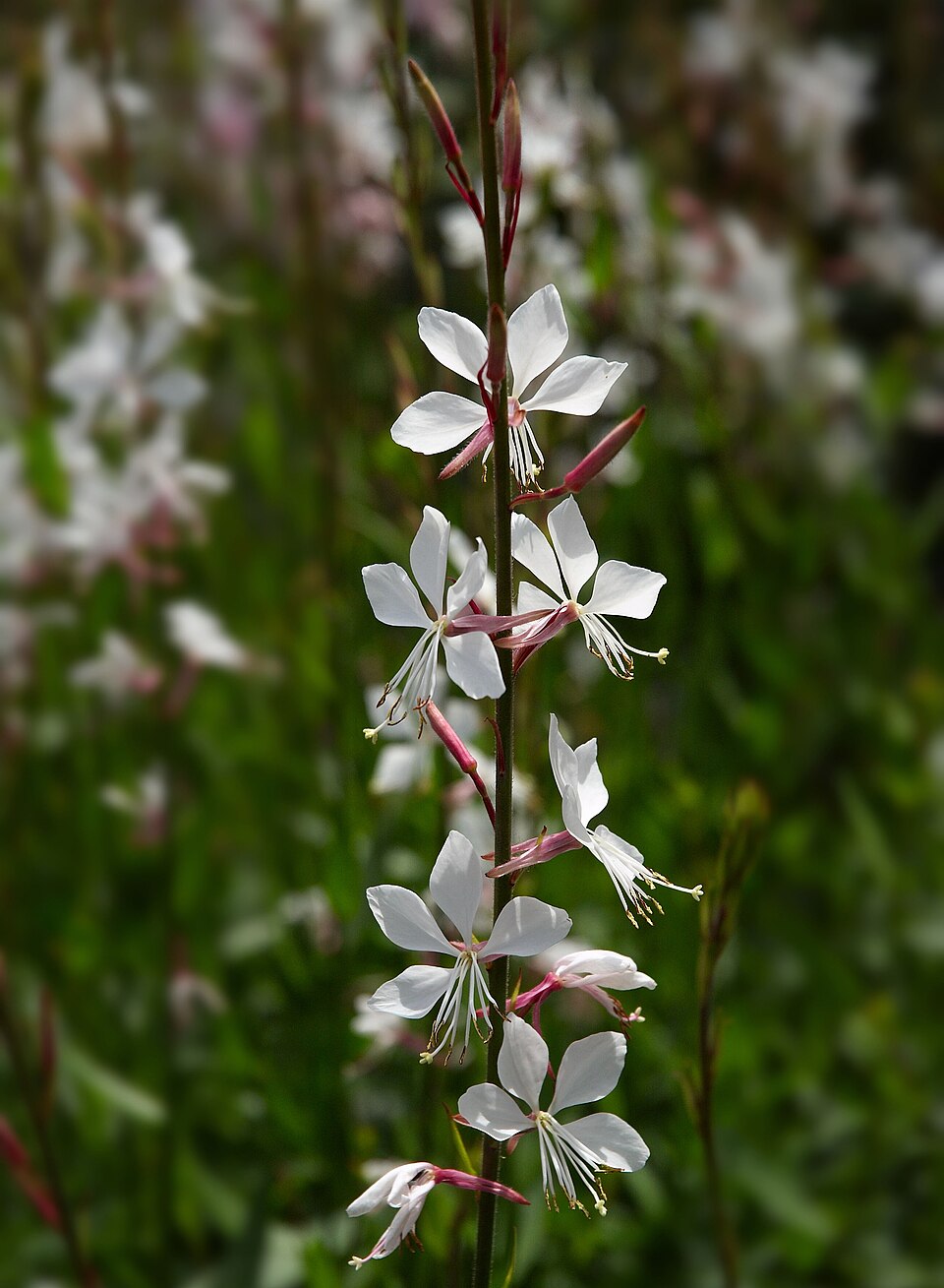 Oenothera lindheimeri (wandflower) (alternate view 9)