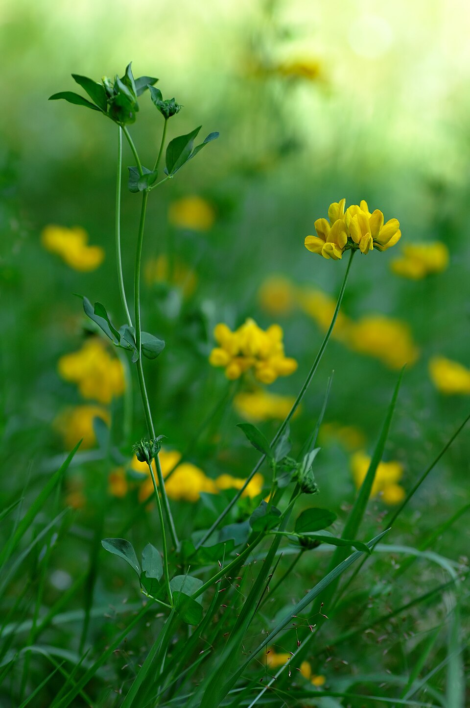 Lotus pedunculatus (big bird's-foot trefoil) (alternate view 6)