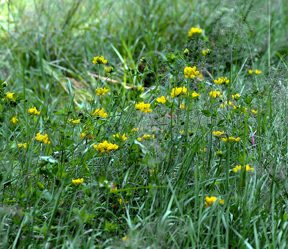 Lotus pedunculatus (big bird's-foot trefoil) (alternate view 7)