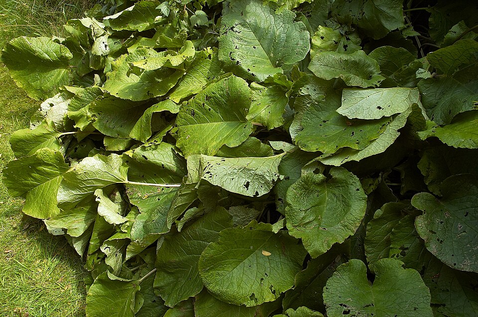 Trachystemon orientalis (giant borage) (alternate view 5)