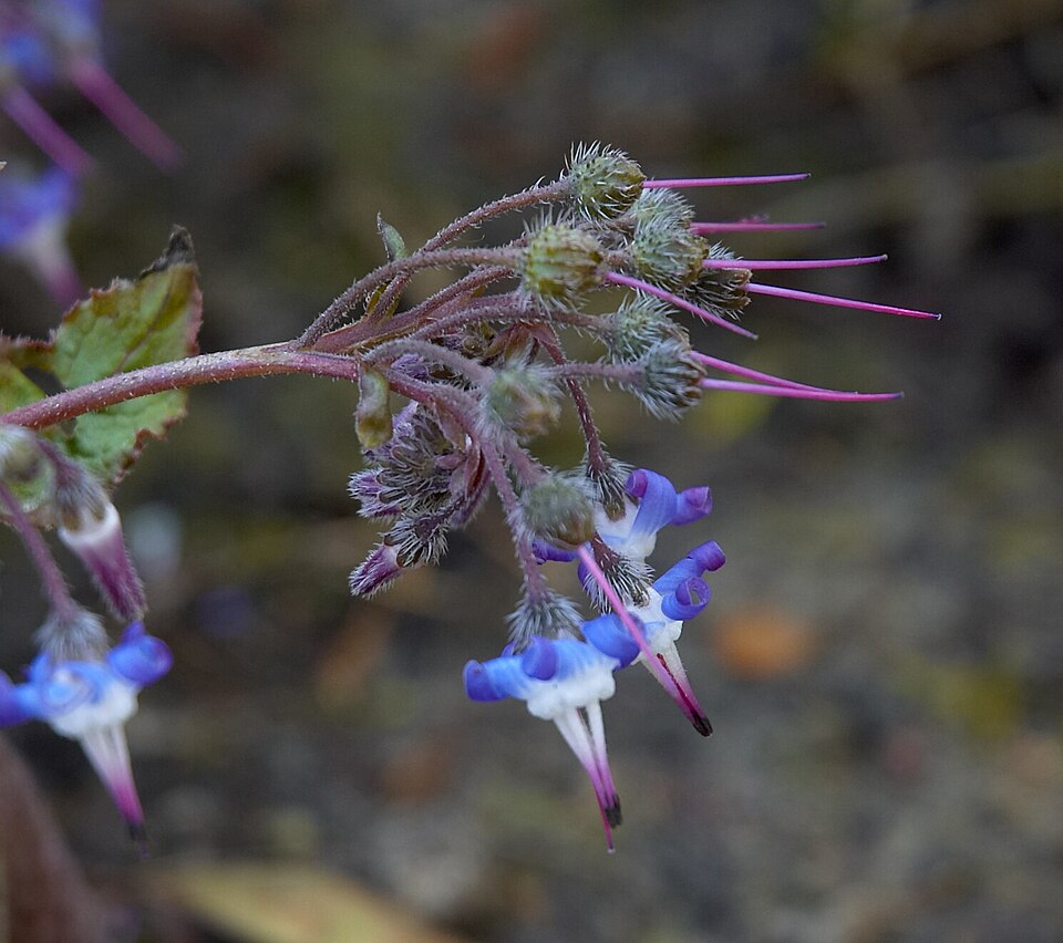 Trachystemon orientalis (giant borage) (alternate view 6)
