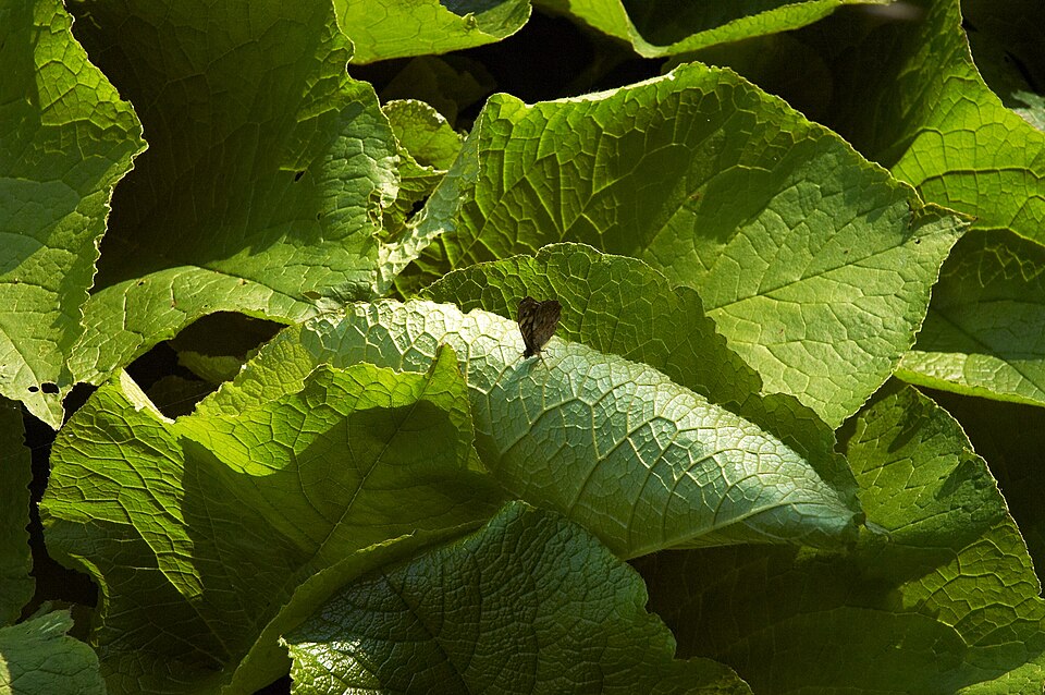 Trachystemon orientalis (giant borage) (alternate view 7)