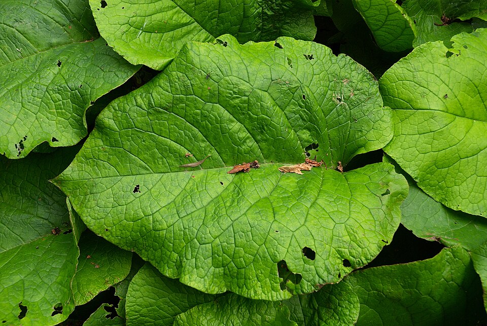 Trachystemon orientalis (giant borage) (alternate view 8)