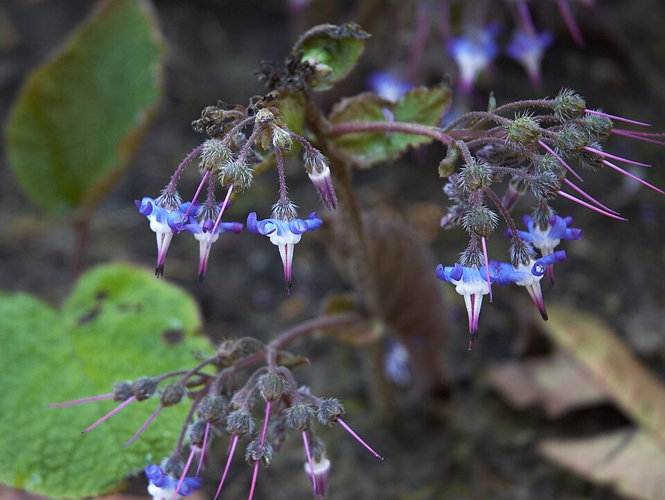 Trachystemon orientalis (giant borage) (alternate view 9)