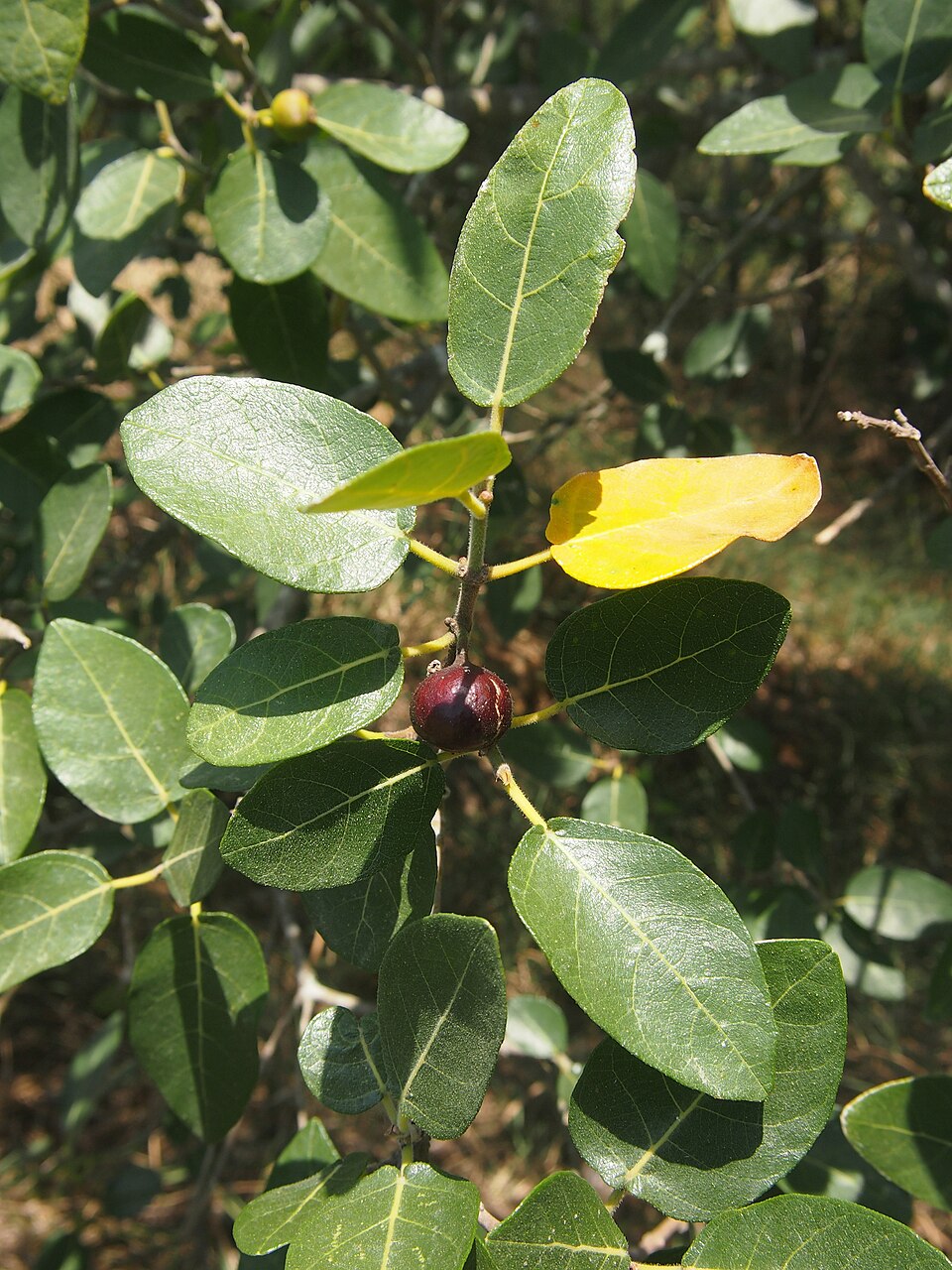 Ficus opposita (Sandpaper Fig) (alternate view 6)