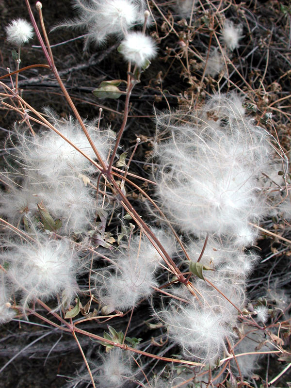 Clematis drummondii (Old Man's Beard Clematis) (alternate view 6)