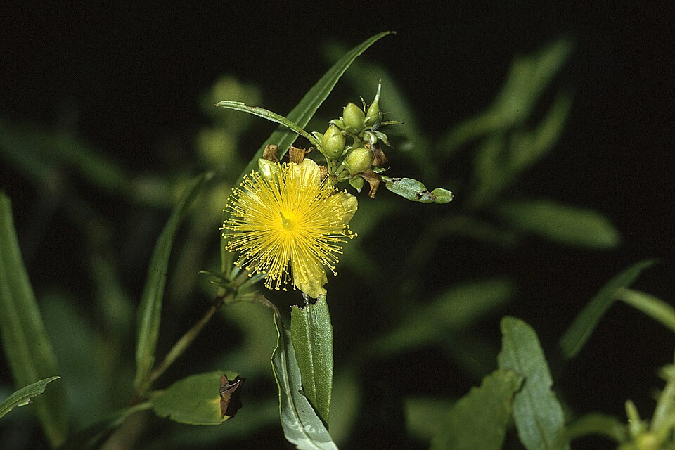 Hypericum prolificum (shrubby St. John's-wort) (alternate view 2)