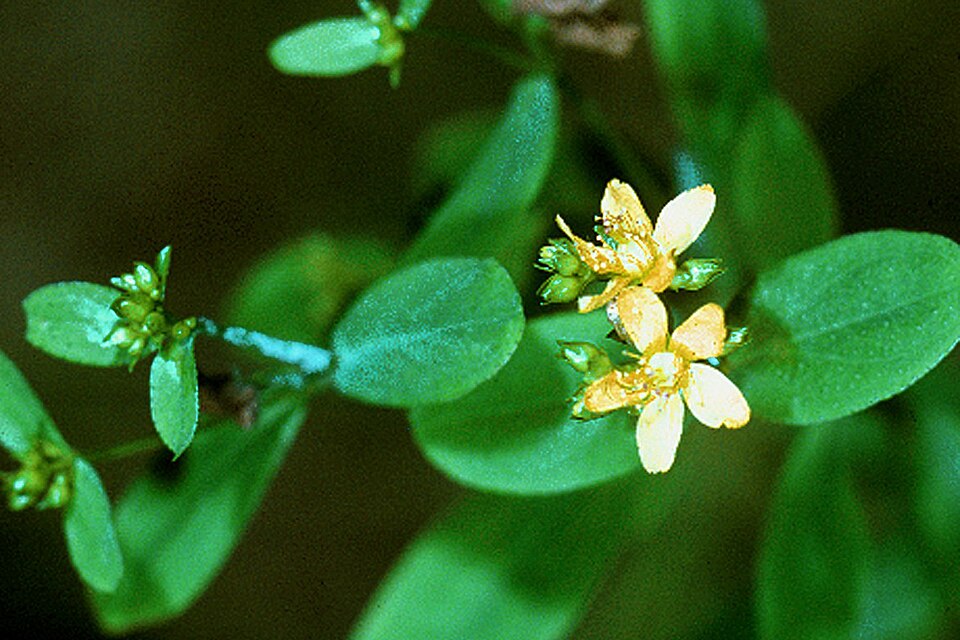 Hypericum punctatum (spotted St. John's wort) (alternate view 6)