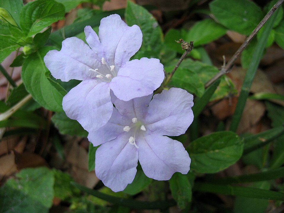 Ruellia caroliniensis (Carolina ruellia) (alternate view 6)