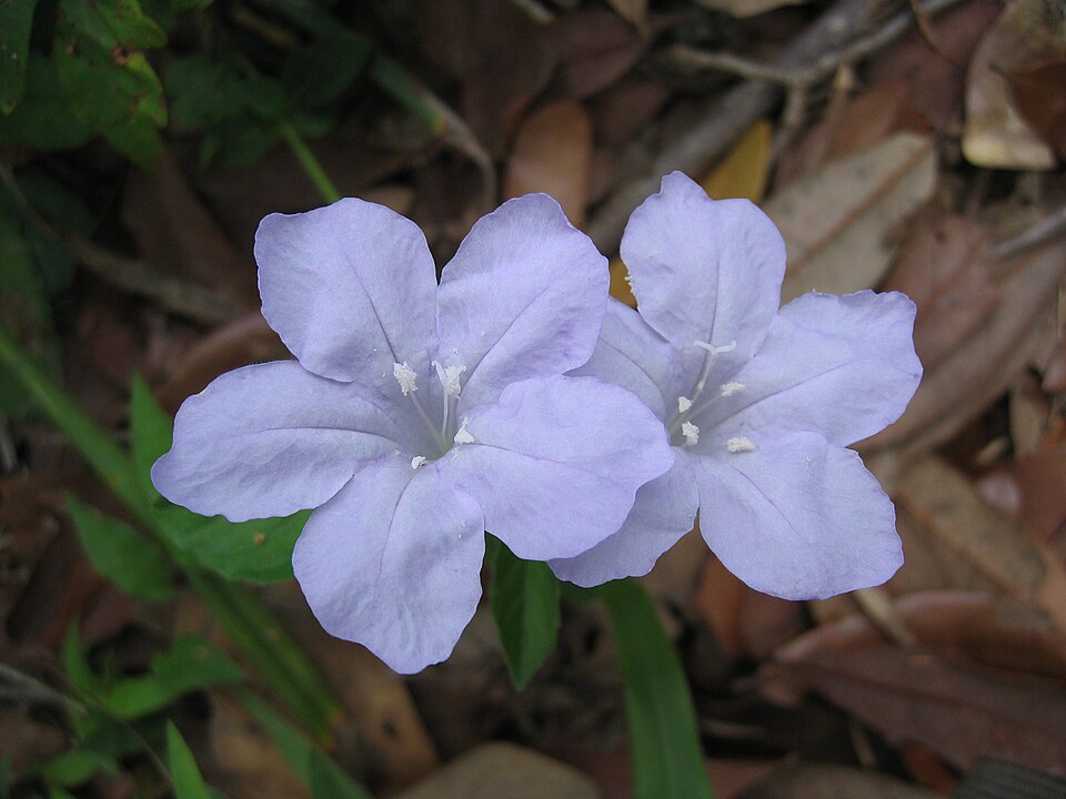 Ruellia caroliniensis (Carolina ruellia) (alternate view 7)