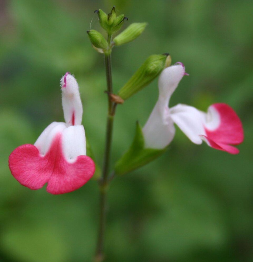 Salvia microphylla 'Hot Lips' (baby sage, Hot Lips) (alternate view 3)