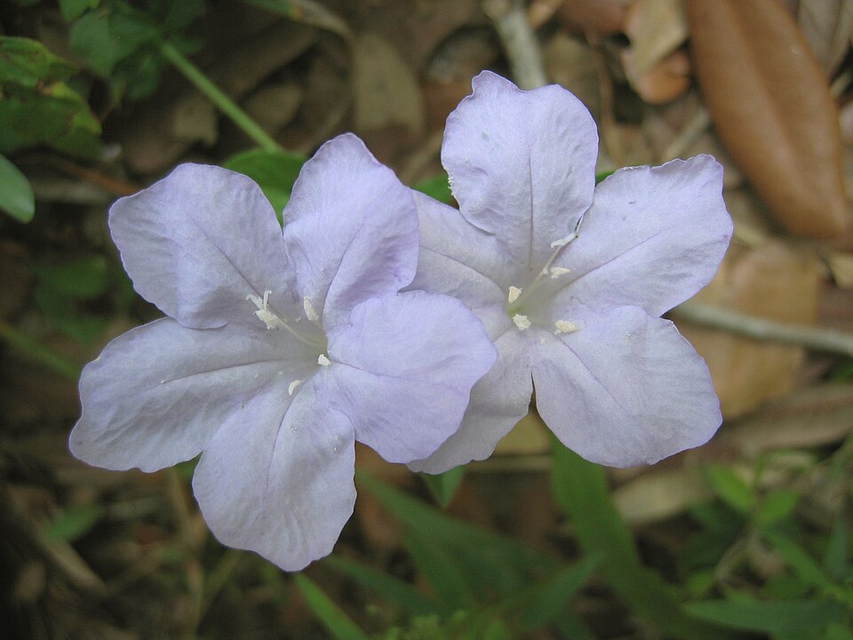 Ruellia caroliniensis (Carolina ruellia) (alternate view 8)