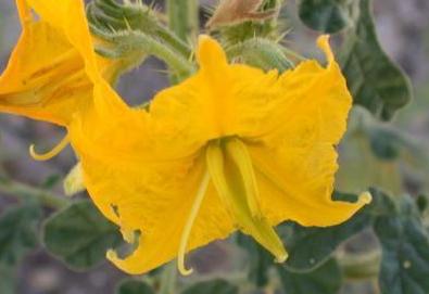 Solanum rostratum (buffalobur) (alternate view 6)