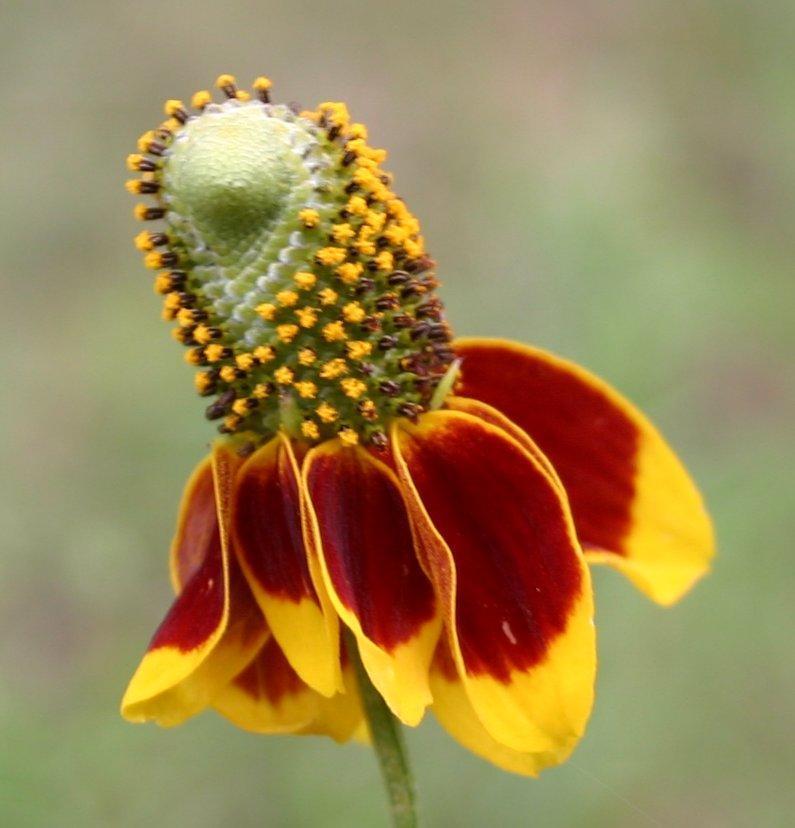 Ratibida columnifera (upright prairie coneflower)