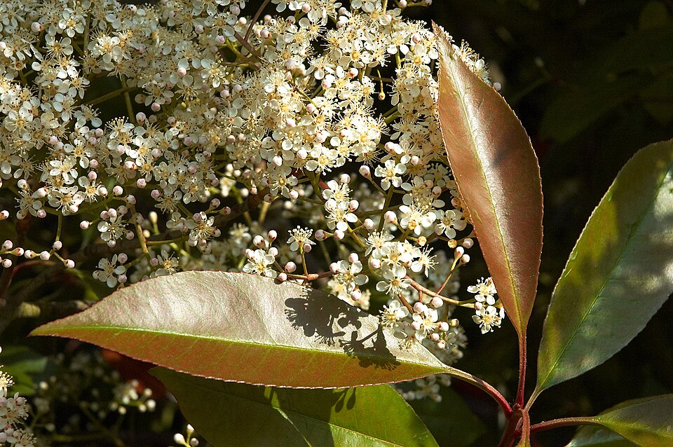 Photinia × fraseri (Red Tip Photinia) (alternate view 4)