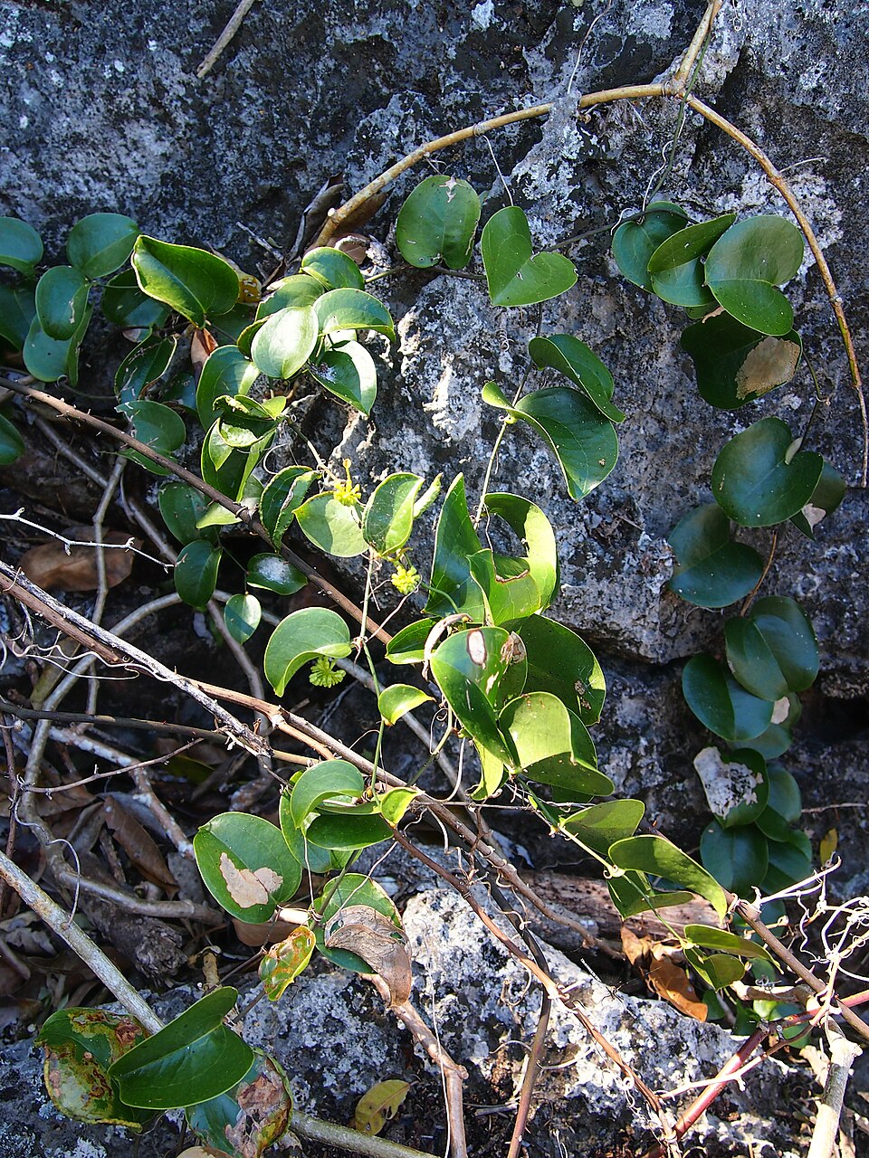 Smilax australis (Austral Sarsaparilla) (alternate view 2)