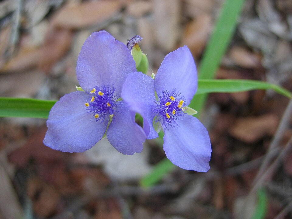 Tradescantia ohiensis (Ohio spiderwort)