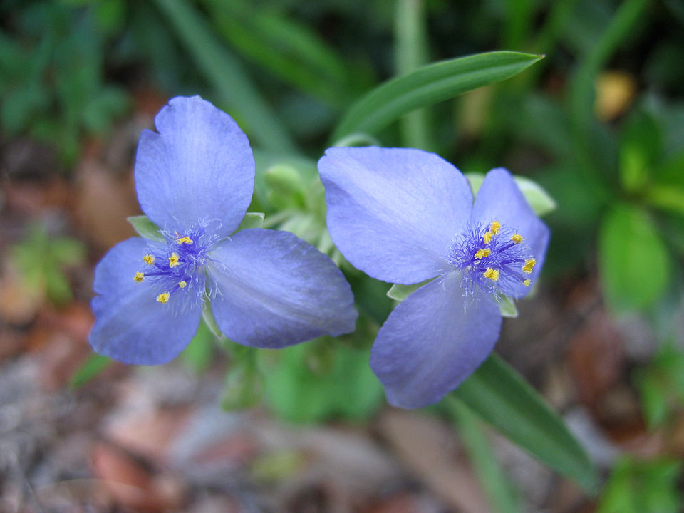 Tradescantia ohiensis (Ohio spiderwort)