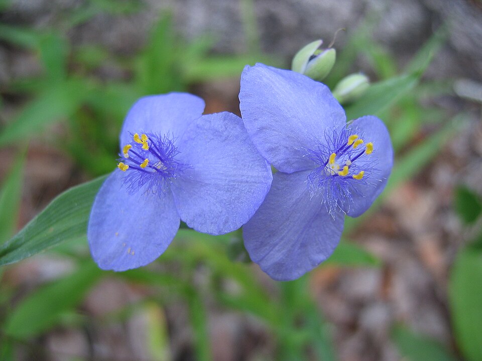 Tradescantia ohiensis (Ohio spiderwort)