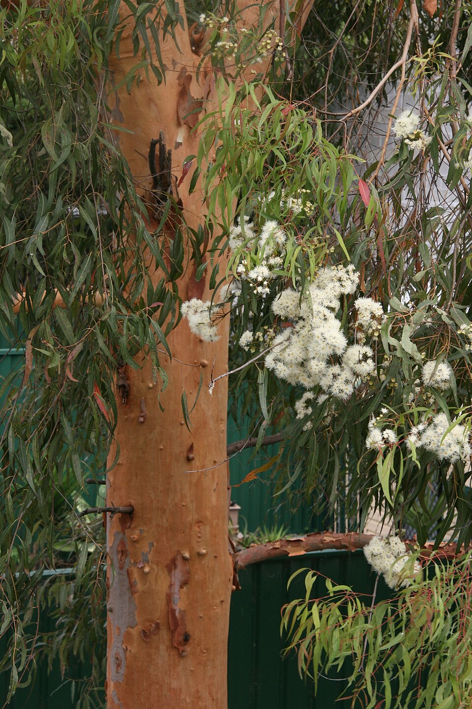 Angophora costata (Smooth-barked apple) (alternate view 9)