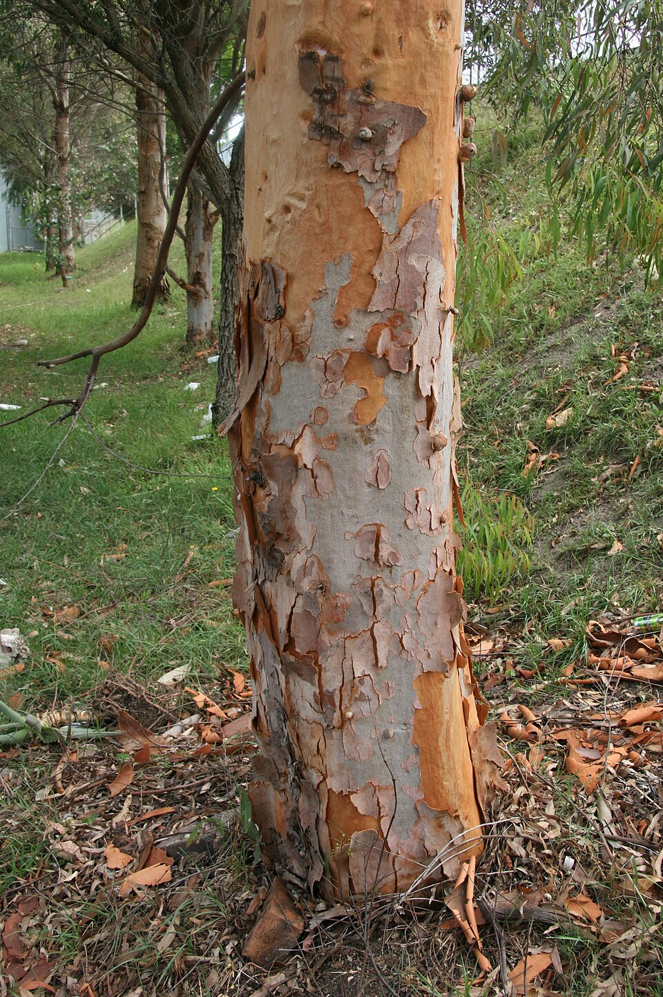 Angophora costata (Smooth-barked apple) (alternate view 10)