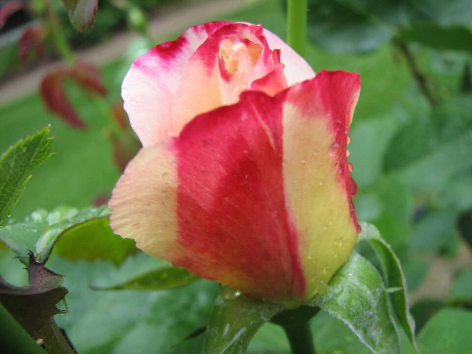 Rosa 'Double Delight' (Double Delight Rose) (alternate view 3)