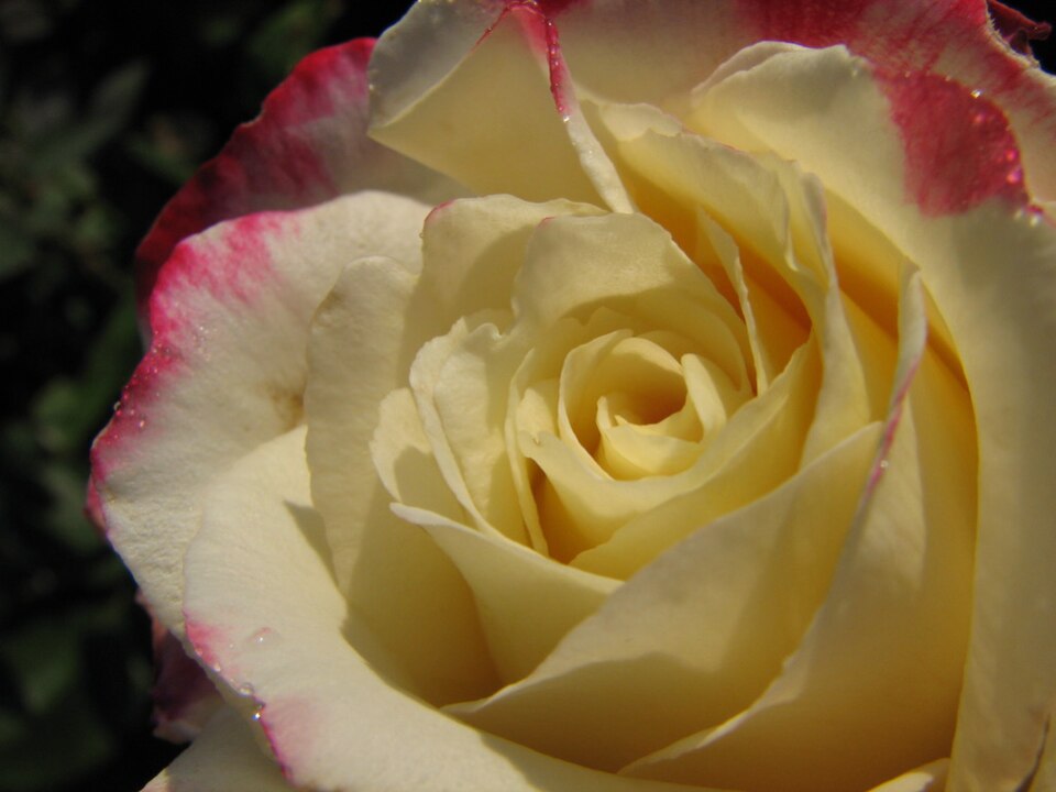 Rosa 'Double Delight' (Double Delight Rose) (alternate view 4)
